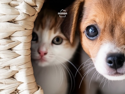 What Makes a Material Truly Pet-Friendly?