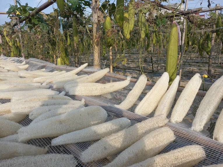 Natural loofah sponges being dried on mesh racks in an outdoor farm setting, with green loofah gourds hanging on trellises in the background. The scene highlights eco-friendly production of loofah for skincare, cleaning, and sustainable living