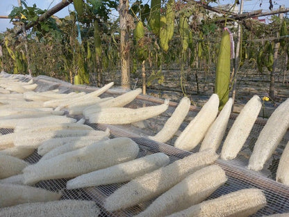 Natural loofah sponges being dried on mesh racks in an outdoor farm setting, with green loofah gourds hanging on trellises in the background. The scene highlights eco-friendly production of loofah for skincare, cleaning, and sustainable living